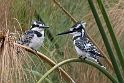 Pied Kingfishers